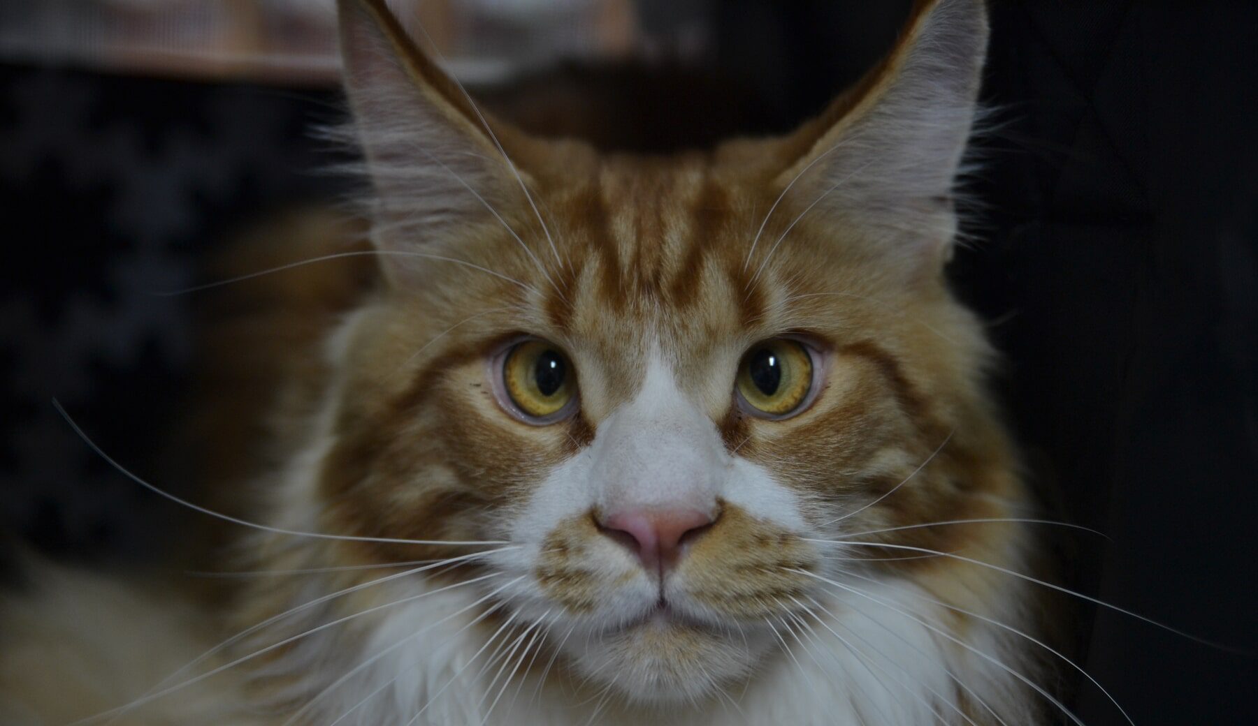 Veterinární klinika OK-VET Veterinární klinika OK-VET